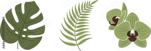 Monstera leaf, fern frond, and green orchid flowers illustration on white background