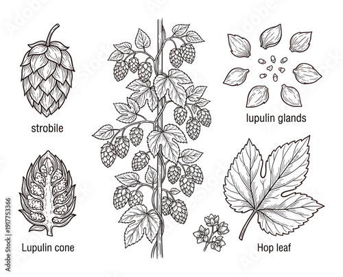 Hops plant botanical illustration with strobile lupulin cone leaf and glands hand drawn vintage style