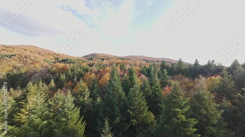 fpv drone flying over pine forest canopy with fall colours on a sunny autumn day in Vosges region France