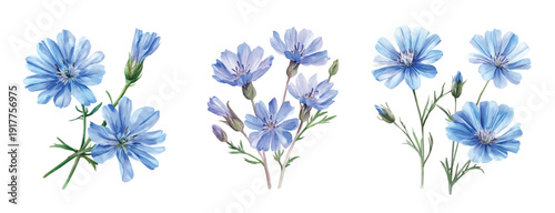chicory flower painting set, Minimal yet artistic elements for creative designs. hand-drawn paint, Simple Illustration, EPS format, isolated on a white background