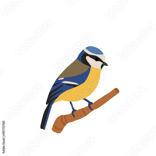 Ukrainian Winter Birds Collection - Blue Tit Nuthatch Marsh Tit Great Tit. Common Backyard Garden Birds Vector Illustration Set. European Eastern European Wildlife Nature Education