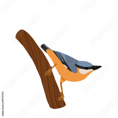 Ukrainian Winter Birds Collection - Blue Tit Nuthatch Marsh Tit Great Tit. Common Backyard Garden Birds Vector Illustration Set. European Eastern European Wildlife Nature Education