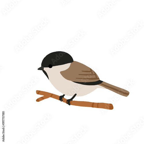 Ukrainian Winter Birds Collection - Blue Tit Nuthatch Marsh Tit Great Tit. Common Backyard Garden Birds Vector Illustration Set. European Eastern European Wildlife Nature Education