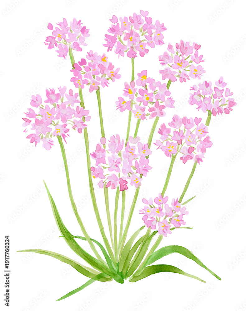 Fototapeta premium Modern Rosy Garlic Flower Illustration