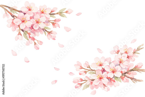 Wallpaper Mural Pink cherry blossom branches with falling petals, watercolor illustration on transparent background symbolizing spring and beauty Torontodigital.ca