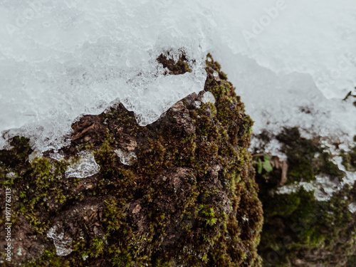 Obraz na plátně Close view of bryophyta growing on woody substrate beneath frozen melting precip