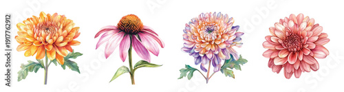 chrysanthemum flower painting set, Minimal yet artistic elements for creative designs. hand-drawn paint, Simple Illustration, A beautiful painting isolated on a white background