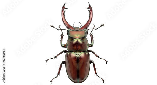 Fotografi Isolated Stag Beetle insect close-up with large jaws in vibrant hues of green an