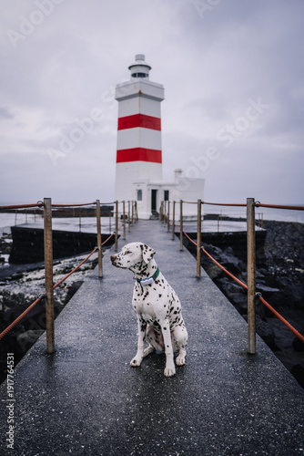 Dalmatian dog portrait in iceland