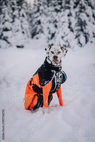 Dalmatian dog portrait in iceland