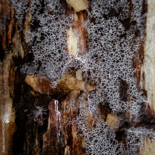 Macro detail of thawing ice lattice over dark decomposing tree bark