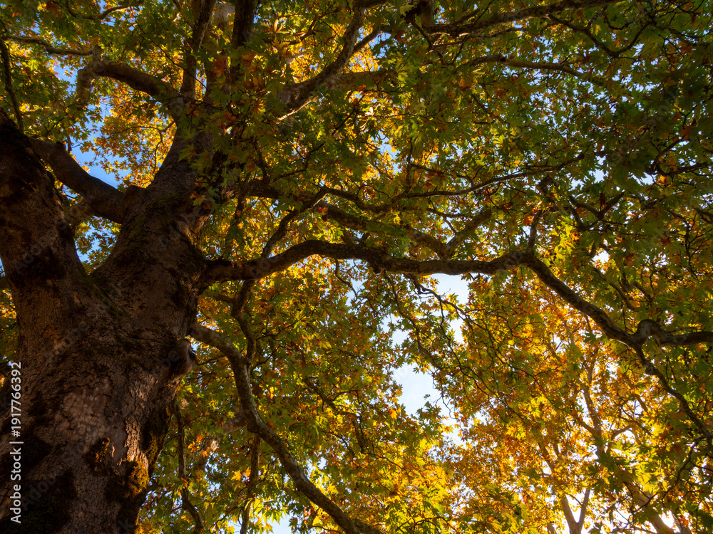 Fototapeta premium Autumn yellow leaves of the oriental plane tree Platanus orientalis against the background of the blue sky of Greece.