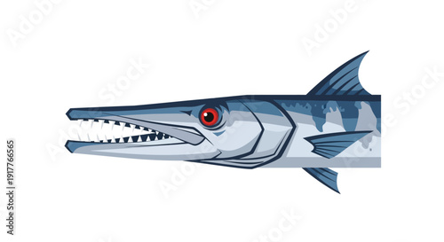 Barracuda Fish Illustration.