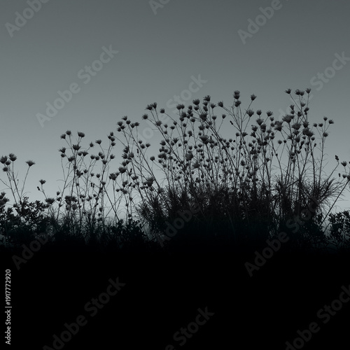 Wallpaper Mural withered thistle summer plants with flowers silhouette Torontodigital.ca