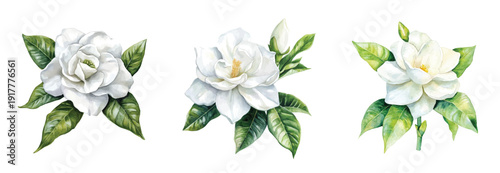gardenia flower painting set, Minimal yet artistic elements for creative designs. hand-drawn paint, Simple Illustration, A beautiful painting isolated on a white background