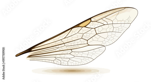 Insect Wing Close Up.