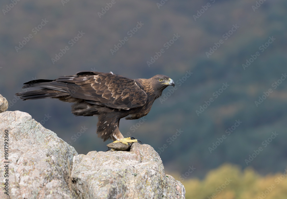 Fototapeta premium Macho de águila real observando