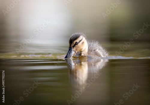 Canvas-taulu Pato pequeño nadando en el lago