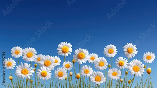Bright and Cheerful Daisies Blooming in a Field Under a Clear Blue Sky with Vibrant Colors and Lush Green Grass Surrounding the Flowers