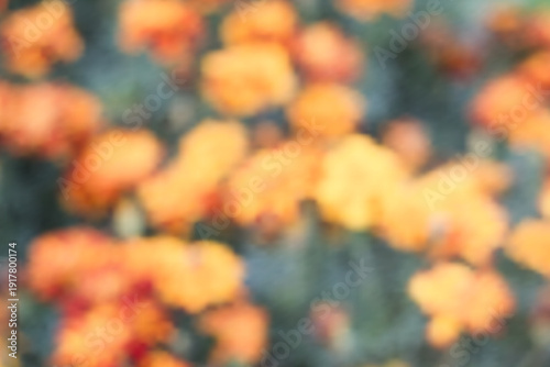 Abstract blurred orange tagetes background. Blooming marigolds flowers. Autumn floral soft focus garden, aura of fall pastel colors, vector eps 10