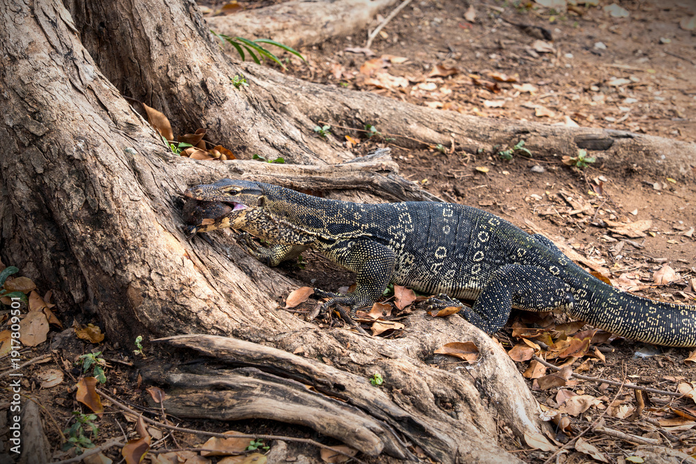 Obraz premium Asian Common Water Monitor Lizard - Varanus salvator preying eating Invasive Alien Species Pleco Fish Under a tree at Lumphini Park Bangkok.