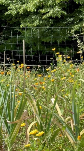 Butterfly on Marigold Flowers in Natural Summer Garden