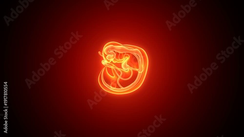 Embarazo pregnancy womb anatomy. 3d render