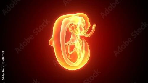 Embarazo pregnancy womb anatomy. 3d render
