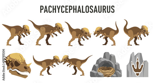 Illustration featuring multiple poses of Pachycephalosaurus a skull nest and footprint