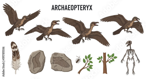 Illustration set detailing the Archaeopteryx featuring life reconstructions feather fossils skeleton and habitat elements