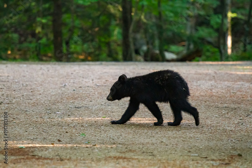 Tableau sur toile A black bear cub walking through a campground in New Hampshire
