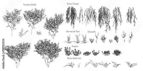Detailed botanical sketches of various trees and plants with labeled names. This educational set features diverse leaf shapes and branch structures on a clean white background.