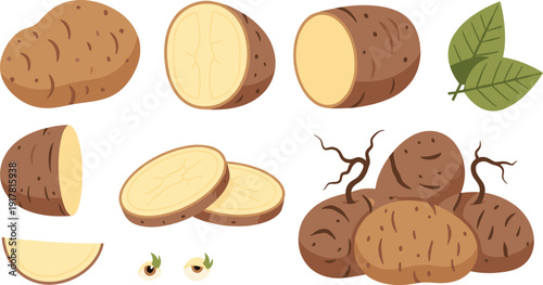 Potato Set with Whole, Sliced, and Fresh Harvest Tubers Organic Farm Vegetable Food Ingredient Vector Collection.