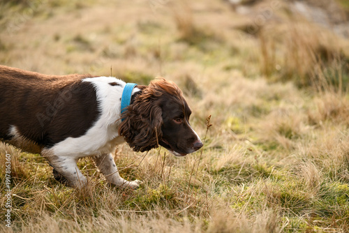 Fotografía Brown and white English Springer Spaniel playing in the long brown grass of the