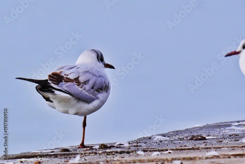 seagull standing on one leg