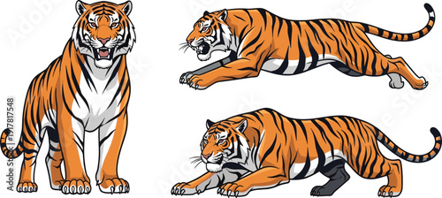 Tiger vector set standing running hunting poses three color variations