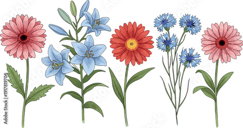 Set of beautiful colorful flowers including gerbera lilies and cornflowers botanical flat vector illustration