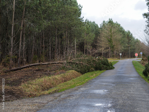 Fényképezés Dégâts de la tempête Nils, dans la forêt des Landes de Gascogne, Février 2026