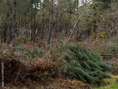 Fotografija Dégâts de la tempête Nils, dans la forêt des Landes de Gascogne, Février 2026