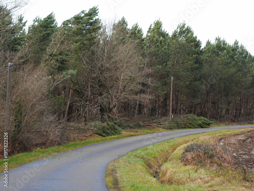 Bild auf Leinwand Dégâts de la tempête Nils, dans la forêt des Landes de Gascogne, Février 2026