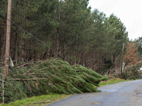 Εκτύπωση καμβά Dégâts de la tempête Nils, dans la forêt des Landes de Gascogne, Février 2026