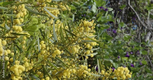 Wattle Tree
