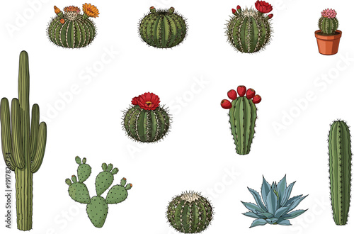 Cactus succulent plant collection illustration desert botanical flora potted cactus agave prickly pear isolated vector nature garden decorative set