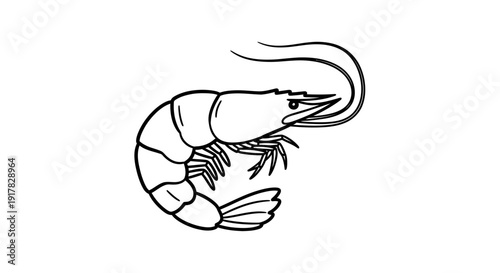 Simple Line Drawing of Shrimp Seafood.