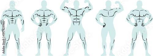 Male muscular body silhouettes illustration, fitness anatomy poses, strong athletic physique shapes, bodybuilding training concept, human muscle structure vector