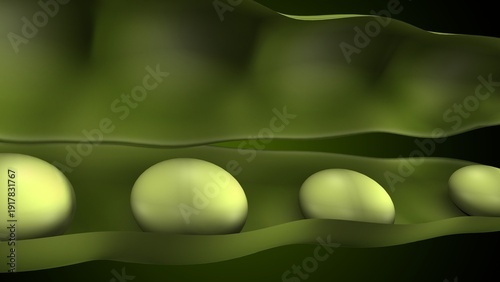 Green peas anatomy. 3d illustrations