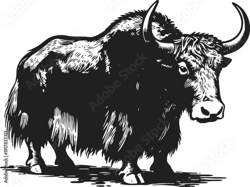 walking yak with curved horns and shaggy fur in detailed black and white