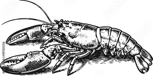 Detailed lobster illustration seafood crustacean with large claws, segmented body, antennae, and legs