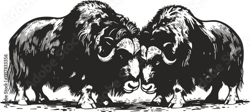 Two musk oxen head to head in a detailed black and white vintage engraving illustration