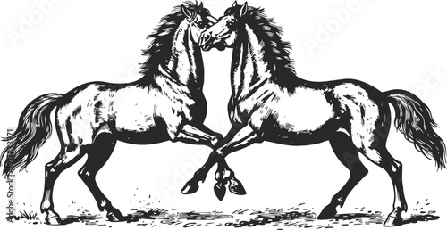 two stallions playfully rearing and interacting, wild horses in dynamic motion, monochrome illustration